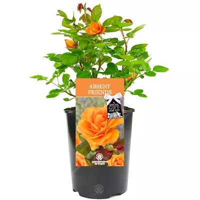 £23.99 • Buy Absent Friend Rose - Absent Friend Gift - Live Rose Bush Plant