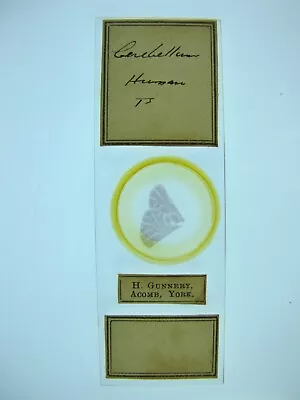 Antique Microscope Slide By Herbert Gunnery.  Human Cerebellum . • $6.22