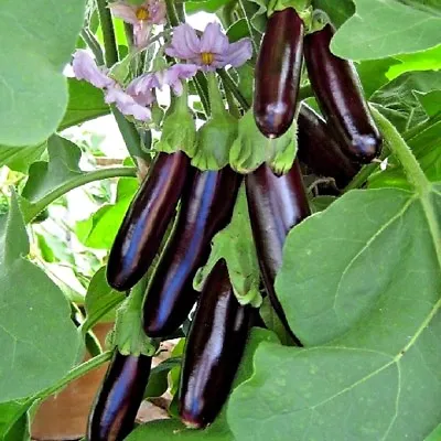 Vegetable Aubergine Long Purple Appx 300 Seeds  1 Gramme  Egg Plant • £1.09