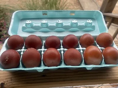 Black & Blue Copper Marans Eggs  From Cedar Hill Marans **Read Details At End*** • $50