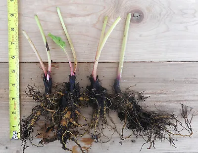 Victoria Rhubarb - Bare Root Plants - Free Shipping • $24.95