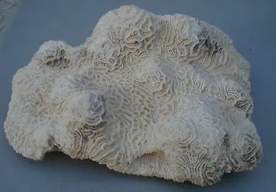 Large Size Caribbean Brain Coral 10.5  X 9.5 & Almost 6lbs Weight..unusual Shape • $37
