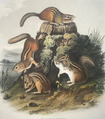 Audubon Quadrupeds Octavo Bowen 1849 Hand-colored Lithograph Pl 8 Chipmunk • $80