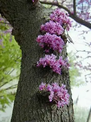 Cercis Canadensis Eastern Redbud Cold Hardy Flowering Tree 20 Seeds • £3.24