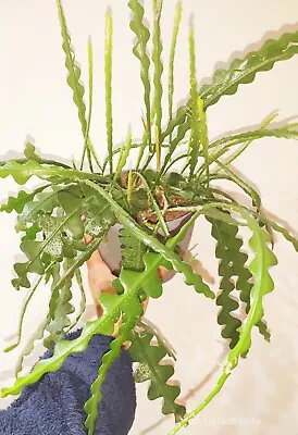 £5.99 • Buy Fishbone Cactus 'Epiphyllum Anguliger' – House Plant Rooted Cuttings . 