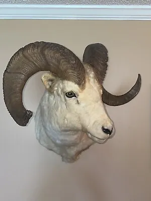 $5067.13 • Buy Gorgeous ( DALL ) Bighorn Sheep  🐏 Taxidermy Shoulder Mount Big Game Ships Free
