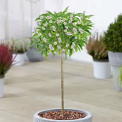 £19.99 • Buy Prunus Nipponica Brilliant | Alpine Cherry Potted Patio Trees For Small Gardens
