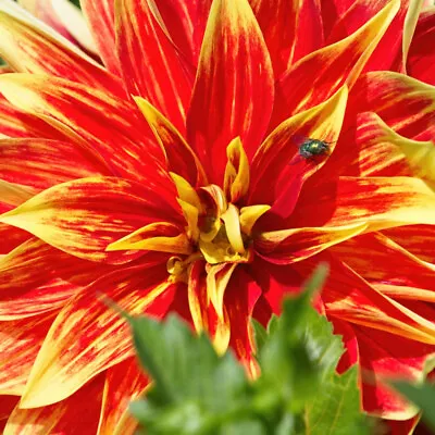 Dahlia Bodacious Fiery Orange And Gold Blooms Tall Variety 3x 6x Tubers By T&M • £12.99