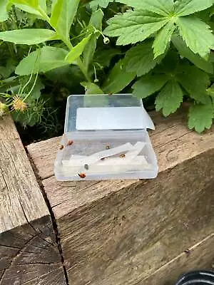 Ladybirds For Aphids • £20