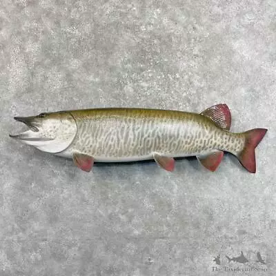 #27533 WC | 52  Reproduction Muskellunge Fish Mount For Sale • $2530