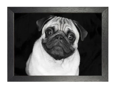 £6.99 • Buy Pug #1 Poster Black And White Picture Sweet Funny Dog Pet Photo Family Friend 