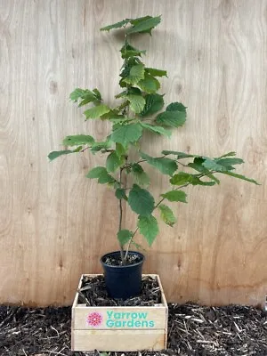 £18.99 • Buy Hazel Nut Tree / Bush 🌰 🐿️ Corylus Avellana - Approx 90cm+ / 2L Pot 🇬🇧 UK