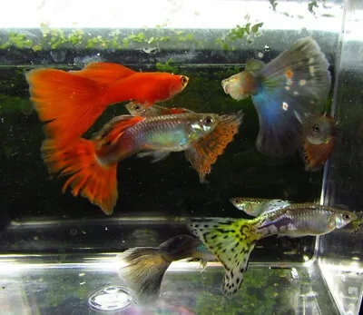 3 Pair Assorted Color Guppies Guppy Live Freshwater Aquarium Fish • $33.99