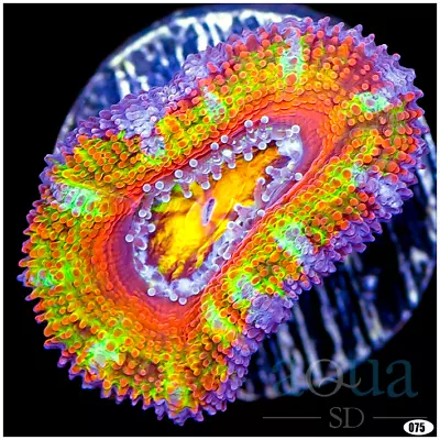100 AquaSD Live Corals/Frags - Acan Lord - Aqua SD • $2.25