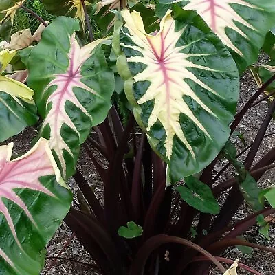 Waikiki Elephant Ear - Colocasia Esculenta - Live Plant • $25.99