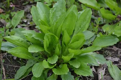 Plantain Herb Seeds 250+ Plantago Major Medicinal Perennial Heat Tolerant USA • $1.99