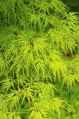 10 Upright GREEN LACELEAF MAPLE Japanese Seiryu Acer Palmatum Dissectum Viridis • $3