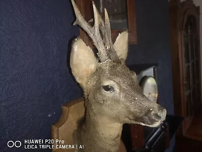 £75 • Buy Taxidermy Deer Head Wooden Shield Mounted