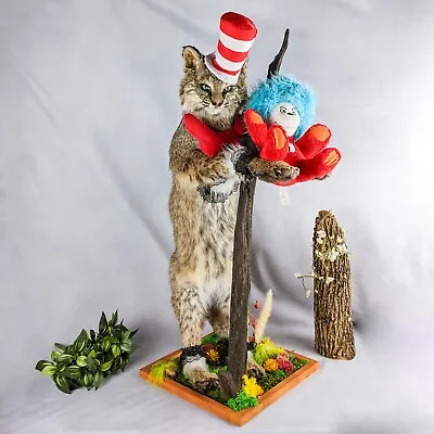 BR59 Bobcat Taxidermy Oddities Curiosity Collectible Display Specimen Cat In Hat • $699.99