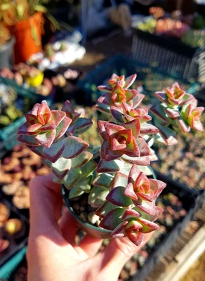 £7.99 • Buy Crassula High Voltage Succulent In Pot