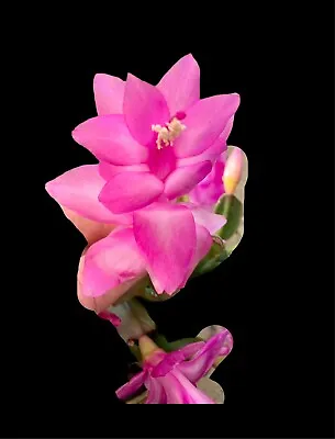 Schlumbergera Zygo Cactus- Rosa Palido-COMBINED EXPRESS POST • $6.10