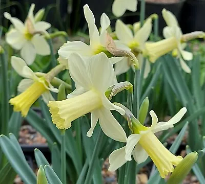 NARCISSUS SNOW BABY - Lots Of PALE YELLOW FADING To WHITE FLWRS - Flwrg Size  • £5
