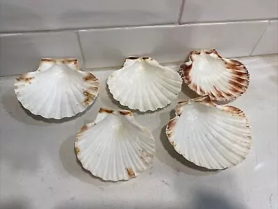 5 XL White Irish Baking Scallop Shells (4-4.5 ) Restaurant Quality Beach Dining • $9.99