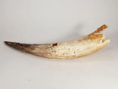 Vintage Long Horn Cow Naturally Shed Steer Horn - 25  Long - Dark Tipped • $25