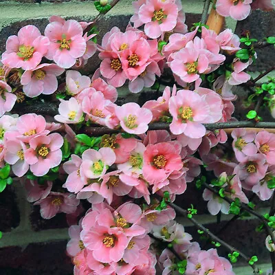 1 X Chaenomeles 'madame Butterfly' Japanese Quince Deciduous Shrub Plant In Pot • £9.99