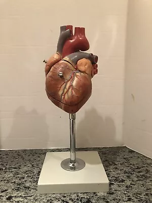 Vintage Somso Anatomical Model - HS 6/1 Heart W/ Conduction System • $480
