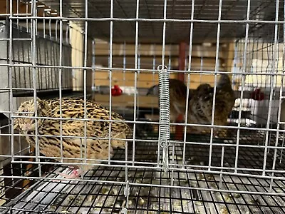 24 Quail Hatching Eggs- Jumbo Coturnix With A Fun Color Variety • $24