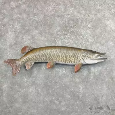 #27679 WC | 44.5  Muskie Reproduction Taxidermy Fish Mount For Sale • $2370