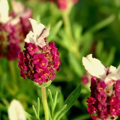Lavender Red Plug Plants Fragrant Garden Flowers Herb Perennial Shrubs Pack Of 3 • £9.99