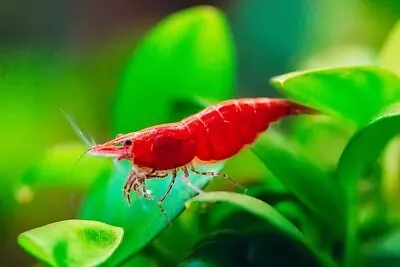 (10) Red Cherry Shrimp (Neocaridina Davidi) • $20