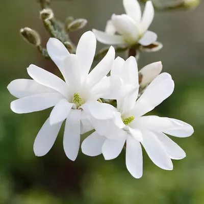 Magnolia Stellata 'Star Magnolia' 5L Pot Deciduous Shrub Gorgeous White Flowers • £26.95