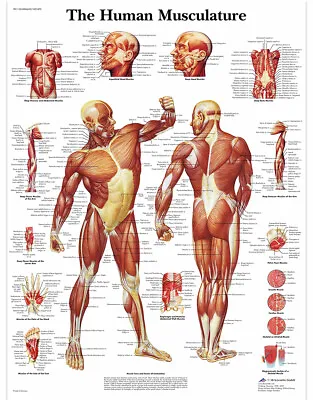 Educational Human Muscle Musculature  Poster Prints Medical Leaning  13  X 19  • $15.99