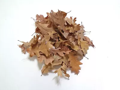 .5oz Gambel Oak Leaves Heat Treated Pet Reptile Frog Vivarium Isopods • $16.99