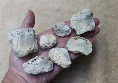 Replica Fossil Titanothere Ungual Phalanx Lot Oligocene Eocene Toes Claws • $20