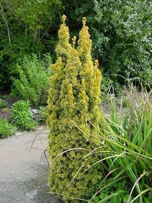 Taxus Baccata Standishii Golden Coloumn Yew Tree 60cm Large In A 3 Litre Pot • £29.99