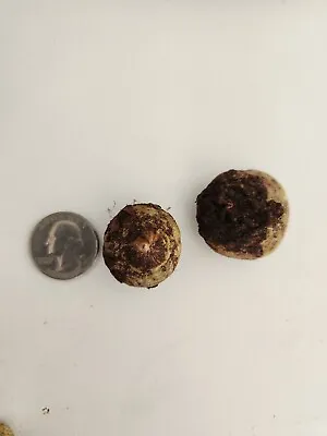 10 Premium Sauromatum Venosum Voodoo Lily Corpse Plant Bulbs Quarter Size 1 Inch • $12.99
