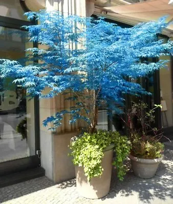 $4.99 • Buy 30 Blue Japanese Maple Tree  Seeds Heirloom Rare Colorful Plant