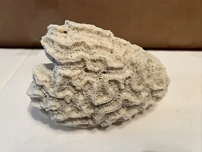 Natural Brain Coral Specimen Ocean Sea Cream Beach Decor Circa 1960s 4-5lbs • $100