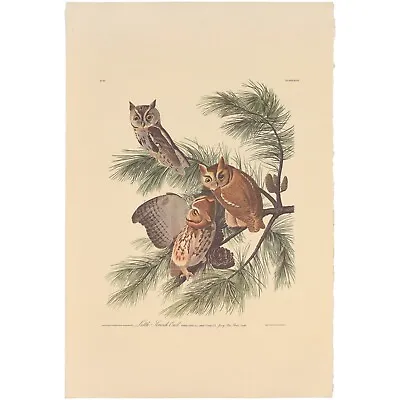 $400 • Buy Audubon Amsterdam Ed Dbl Elephant Folio Lithograph Pl 97 Screech Owl