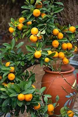 Grafted Semi Dwarf OWARI Satsuma Mandarin Citrus Tree Citrapot Ship UPSOvernight • $89