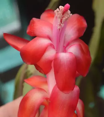 1x Strawberry Fantasy Zygo Cactus Schlumbergera Cutting • $7.80