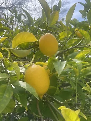 10 Organic Dwarf Meyer Lemon Untreated Seeds • $5.99