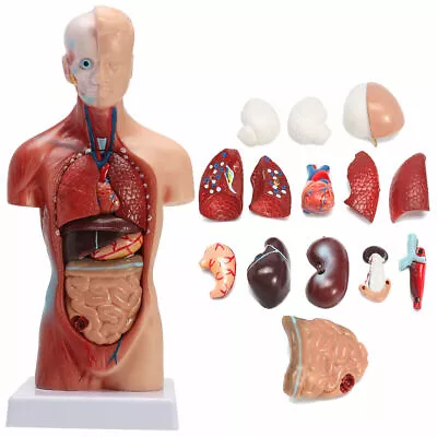 Human Torso Body Anatomy Anatomical Model Heart Brain Skeleton Medical Teaching • $40.84