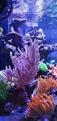 Large Photosynthetic Pink Gorgonian 🪸 Soft Coral Frag Reef Marine • £18