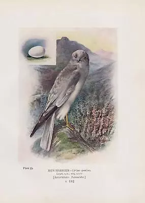 £7.27 • Buy Corn Consecration (Circus Cyaneus) Laying Eggs COLOR PRINT From 1910 Hen Harrier