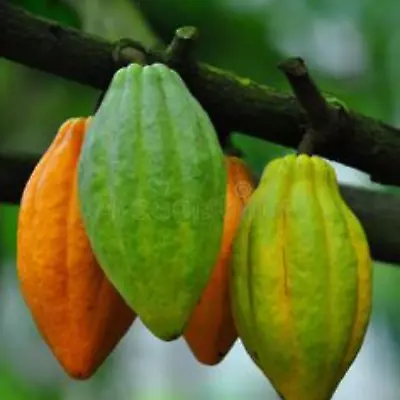 Cocoa Cacao Chocolate Seeds (Theobroma Cacao) Var. Red 30/50 + Seeds • £5.31